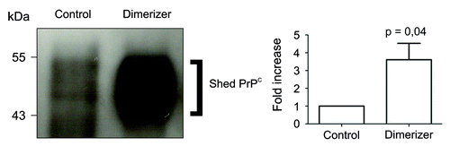 Figure 1. Enforced dimerization increased shedding of PrPC. Left panel, western blot analysis of PrPC immunoprecipitated from the cultured medium of cells expressing Fv-PrP, without (control) or with enforced dimerization (dimerizer). Right panel, Densitometric analysis of four independent experiments showed that addition of the dimerizer caused a 3.6 fold increase of shed PrPC compared with control cells. In this experiment, the dimerizer binds to the Fv domain.Citation15