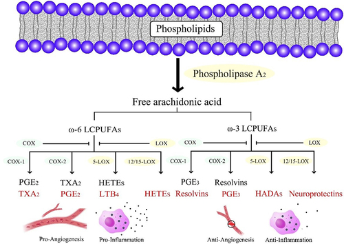 Figure 2 Schematic of the COX and LOX pathways metabolizing ω-6 and ω-3 LCPUFA. The metabolites derived from ω-6 LCPUFA are pro-inflammatory and pro-angiogenic, whereas those derived from ω-3 LCPUFA are anti-inflammatory and anti-angiogenic.