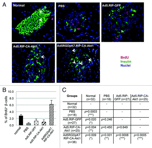 Figure 8. β-cell regeneration in diabetic mice that were treated with CA-Akt1 expressing or control vectors via intravenous injection. Following vector injection and a single diabetes-inducing dose of STZ, BrdU-containing drinking water was provided to the mice. Two weeks later, the mice were sacrificed, and their pancreas were sectioned and processed for immunofluorescence staining using anti-insulin (green) and anti-BrdU (red) antibodies (A). The percentages of BrdU+ β-cells in each group were quantified (B) and the differences between different groups were evaluated using two-tail t-test (C). p < 0.05 is defined as statistically significant. *p < 0.05; **p < 0.005; ***p < 0.001.