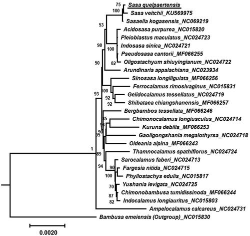 Figure 3. Maximum-likelihood tree of S. quelpaertensis. The phylogenetic tree of S. quelpaertensis (underlined) and 26 relative species was constructed using the IQ-Tree software based on 73 protein-coding genes shared by all genomes. Bootstrap values are shown next to the nodes. The following sequences were retrieved from the NCBI database (some of them have not been published yet): Sasa veitchii (KU569975), Sasaella kogasensis (NC069219; Zheng, Lin, et al. Citation2020), Acidosasa purpurea (NC015820; Li et al. Citation2006), Pleioblastus maculatus (NC024723; Li et al. Citation2006), Indosasa sinica (NC024721; Li et al. Citation2006), Pseudosasa cantorii (MF066255; Li et al. Citation2006), Oligostachyum shiuyingianum (NC024722; Li et al. Citation2006), Arundinaria appalachiana (NC023934; Triplett et al. Citation2010), Sinosasa longiligulata (MF066256; Tong et al. Citation2023), Ferrocalamus rimosivaginus (NC015831; Li et al. Citation2006), Gelidocalamus tessellatus (NC024719; Li et al. Citation2006), Shibataea chiangshanensis (MF066257; Li et al. Citation2006), Bergbambos tessellata (MF066246; Soderstrom and Ellis Citation1982), Chimonocalamus longiusculus (NC024714; Li et al. Citation2006), Kuruna debilis (MF066253; Soderstrom and Ellis Citation1988), Gaoligongshania megalothyrsa (NC024718; Zhang et al. Citation2014), Oldeania alpina (MF066243; Wimbush Citation1947), Thamnocalamus spathiflorus (NC024724; Janzen Citation1976), Sarocalamus faberi (NC024713; Stapleton et al. Citation2004), Fargesia nitida (NC024715; Jian et al. Citation2013), Phyllostachys edulis (NC015817; Liu et al. Citation2023a), Yushania levigata (NC024725; Li et al. Citation2006), Chimonobambusa tumidissinoda (MF066244; Li et al. Citation2006), Indocalamus longiauritus (NC015803; Li et al. Citation2006), Ampelocalamus calcareus (NC024731; Zhang et al. Citation2018), and Bambusa emeiensis (outgroup; NC015830; Li et al. Citation2021). The scale bar represents an evolutionary distance of 0.002.