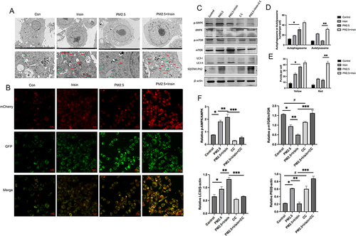 Figure 5 Irisin improved impaired autophagy flux triggered by PM2.5 through AMPK/mTOR pathway. (A) Transmission electron microscopy images of MH-S cells with different treatment. Green Arrows represented autophagosome. Red Arrows represented autolysosome. Scale bars=2 µm in top panel (5000× magnification) and 5 µm in bottom panel (1500×magnification). (B) Fluorescence images of MH-S cells expressing mCherry-GFP-LC3B. Scale bars = 5 μm (400×magnification). (C) p-AMPK, p-mTOR, P62, LC3II protein expression by Western blotting. (D) Number of autophagosomes and autolysosomes in TEM. (E) Number of yellow and red fluorescence puncta in MH-S cells transfected with Ad-mCherry-GFP-LC3B. (F) Qualification of p-AMPK, p-mTOR, P62, LC3II protein expression by Western blotting. Significant differences were presented as p < 0.05. *p < 0.05, control group vs PM2.5 group. **p < 0.05, PM2.5 group vs PM2.5 +Irisin group. ***p < 0.05, PM2.5 +Irisin group vs PM2.5 +Irisin+CC group, #p < 0.05, control group vs CC group.