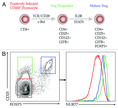 Figure 1. Two-step model of thymic Treg development. (A) CD4SP thymocytes perceiving high affinity/avidity signals emanating from TCR/CD28 are first programmed via the NFκB pathway to express IL2Rα and IL2Rβ, rendering them highly responsive to IL2. A second step, which is TCR-independent, but cytokine-dependent, is completed when Treg progenitors receive IL2 signals transmitted via STAT5 to subsequently drive expression of Foxp3. This second step yields mature, fully functional FOXP3+ Tregs. (B) CD4SP thymocytes plotted on the basis of CD25 and FOXP3 expression can be categorized into (1) conventional or non-Treg cells which are CD4+CD25−FOXP3− (gated in red), (2) CD4+CD25+FOXP3− Treg progenitors, which are also CD122hi and GITRhi (gated in green) and (3) CD4+CD25+FOXP3+ mature Tregs (gated in blue). The representative TCR signal strength of each of these populations, reported via NUR77-GFP expression, is shown in the histogram on the right.