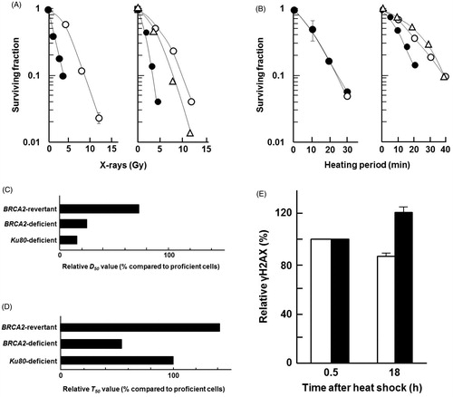 Figure 2. BRCA2-deficient cells are sensitive to heat shock. (A) X-irradiation, (B) heat shock. Left panel, Ku80-wild type cells (open circles), Ku80-deficient cells (closed circles); Right panel, BRCA2-wild type cells (open circles), BRCA2-deficient cells (closed circles), BRCA2-revertant cells (triangles). Each point represents the mean of three independent experiments; bars indicate the SD. (C) relative D50 values for X-ray sensitivity. (D) Relative T50 values for heat sensitivity. (E) Relative induced γH2AX levels at different time points were normalised against the γH2AX levels measured at 0.5 and 18 h after heat treatment (44 °C for 20 min) with flow cytometry analysis. The γH2AX levels at 0.5 h were set to 100%, and relative γH2AX levels at 18 h were calculated and are shown as percentages in the graph. Closed columns, BRCA2-deficient cells; open columns, the parental cells. The columns show the mean of at least three independent experiments; vertical bars indicate the SD.