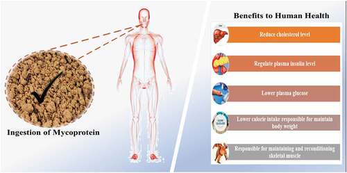 Figure 3. Impact of mycoprotein ingestion on human health.