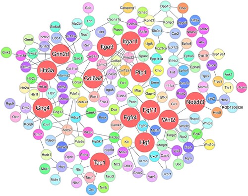 Figure 8. PPI network for DEGs in the hippocampi. PPI network based on the STRING database shows interactions between shared DEGs in hippocampi of 6-OHDA-lesioned rats (confidence value of 0.7). In the PPI network, nodes represent genes; larger and red-colored nodes indicate hub genes (Notch3, Gng4, Itga3, Grin2d, Hgf, Fgf11, Htr3a, Itga11, Plp1, and Col6a2). Edge thickness represents the strength of support by the data. Abbreviations for the upregulated genes: Notch receptor 3 (Notch3), G protein subunit gamma 4 (Gng4), integrin subunit alpha 3 (Itga3), glutamate ionotropic receptor NMDA type subunit 2D (Grin2d), hepatocyte growth factor (Hgf), fibroblast growth factor 11 (Fgf11), 5-hydroxytryptamine receptor 3a (Htr3a), and collagen type VI alpha 2 chain (Col6a2); downregulated genes: integrin subunit alpha 11 (Itga11) and proteolipid protein 1 (Plp1).