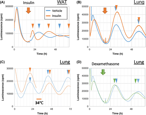 Fig. 1. Circadian phase shift by stimuli in cultured mouse explants.