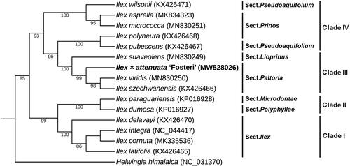Figure 1. ML phylogenetic tree of I. attenuata with 15 species was constructed based on 78 protein-coding genes. Section names were displayed in the right side of phylogenetic tree. Numbers on the nodes were bootstrap values from 1000 replicates. Helwingia himalaica was selected as outgroup.
