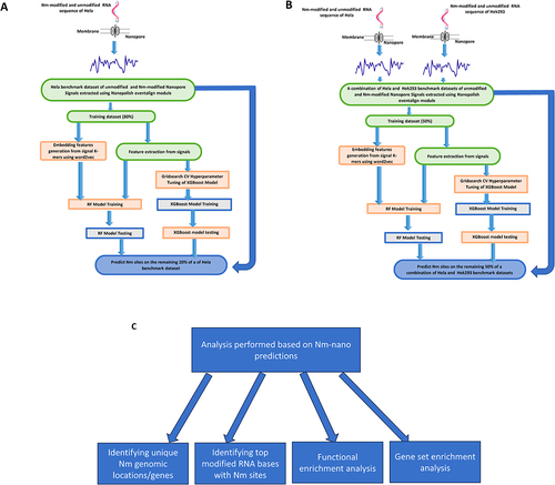 Figure 1. The Nm-Nano framework for predicting Nm sites on (a) HeLa cell line using random 80/20 train/test split (b) 50% of the combination of HeLa and HEK293 benchmark dataset using integrated validation testing with random 50/50 train/test split on this combination (c) analysis performed based on Nm-Nano predictions.