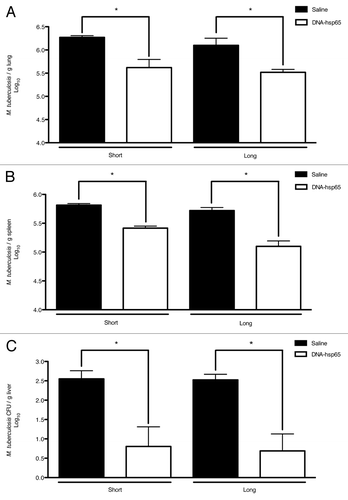 Figure 1. Therapeutic efficacy of DNA-hsp65 immunization against tuberculosis. M. tuberculosis challenge was performed on day 0. The immunotherapy was initiated 30 d later. The mice received four doses of 100 μg/dose of DNA-hsp65 (ten days interval). At day 70 and 120 after challenge, corresponding to 10 d (short period) and 60 d (long period) after the end of the therapy, the number of colony forming units were determined in (A) the lungs, (B) spleen and (C) liver. The significant differences are indicated and correspond to p < 0.05 compared with the saline group by Student’s t-test. The data are presented as the means ± SEM of 7 mice per group of a representative experiment.