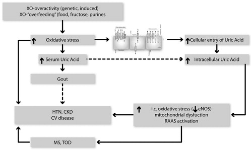 Figure 2. SUA, oxidative stress and cardiovascular disease, a comprehensive hypothesis. Borghi and CiceroCitation9.