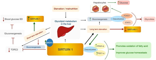 Figure 4. Effect of SIRT1 in hepatic glycolipid metabolism under starvation. Authors’ own study based on Hallows, Yu, and Denu (Citation2012); Horton, Goldstein, and Brown (Citation2002); Purushotham et al. (Citation2009).