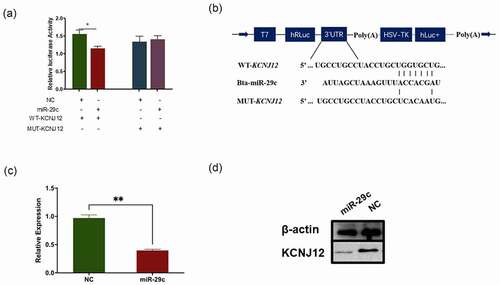 Figure 4. KCNJ12 is a novel target of miR-29c. (a) miR-29c and psi-CHECK2 plasmid inserted with 3'UTR of WT-KCNJ12 or MUT-KCNJ12 were transfected into HEK293T cells, and Renilla luciferase activity was normalized to the firefly luciferase (hLuc) activity. (b) The sequence of predicted sites of KCNJ12 binding with miR-29c their locations in the psi-CHECK2 plasmid. (c) KCNJ12 mRNA expression in bovine primary cells was detected by qRT-PCR at 24 h post transfection with miR‐29c. (d) Protein expression of KCNJ12 was detected by western blot. The relative expression levels were normalized to GAPDH. *p < 0.05; **p < 0.01.