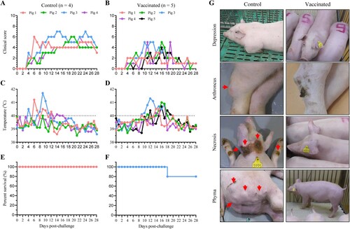 Figure 5. Clinical signs and survival of HLJ/18-7GD-vaccinated pigs challenged with the genotype I low virulent virus SD/DY-I/21. HLJ/18-7GD-vaccinated and control pigs were challenged with 106 TCID50 of the genotype I low virulent virus SD/DY-I/21 and monitored daily for 28 days post-challenge. Clinical scores (A and B) were recorded and summed daily. Rectal temperature (C and D) and survival (E and F) of all pigs were assessed daily after the challenge. The dashed black lines in panels C and D indicate the threshold of normal rectal temperature. Clinical signs including depression, arthroncus, cutaneous necrosis, or phyma were recorded (G).