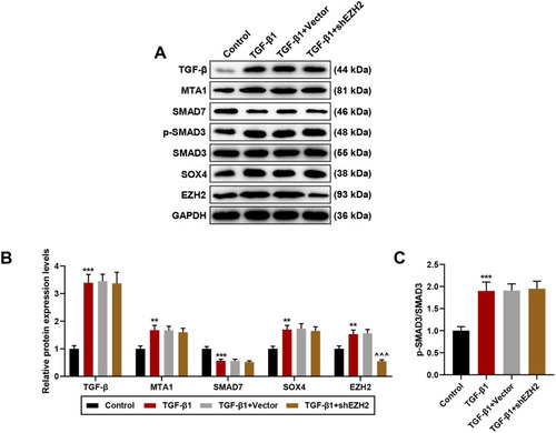 Figure 6 Silencing EZH2 solely reversed effects of TGF-β1 on EZH2 expression in TGF-β-MTA1-SMAD7-SMAD3-SOX4-EZH2 signaling axis in HCC cells. (A–C) Relative expressions of TGF-β-MTA1-SMAD7-SMAD3-SOX4-EZH2 signaling axis-related proteins were measured via Western blot, and ratios of p-SMAD3/SMAD3 were determined as well. GAPDH was used as internal control. All experiments have been performed in independent triplicate and data were expressed as mean ± standard deviation (SD). **P<0.01, ***P<0.001, vs Control; ^^^P<0.001, vs TGF-β1+Vector.