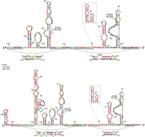 Figure 7. Secondary structure models of the 5′-terminal regions of mRNA-122 and mRNA-247 with the level of each nucleotide conservation marked based on the alignment of p53 mRNA sequences derived from eleven different species (the data shown in Figure 2). The nucleotides are colored according to the percentage of their conservation (red, 100%; green, 80% – 99%; blue, 60% – 79%).