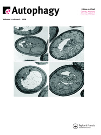 Cover image for Autophagy, Volume 14, Issue 5, 2018