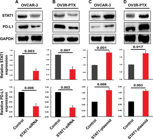 Figure 4. Expression of STAT1 and PD-L1 protein after transfection with STAT1-siRNA or STAT1 overexpressing plasmid in OVCAR-3 and OV3R-PTX cells. The expression of STAT1 and PD-L1 protein (top panel, Western blot image; middle and low panels, densitometric analysis of the gels) was decreased after STAT1-siRNA transfection in OVCAR-3 cells (a) and OV3R-PTX cells (b). The expression of STAT1 and PD-L1 protein (top panel, Western blot image; middle and low panels, densitometric analysis of the gels) was increased after STAT1 overexpressing plasmid transfection in OVCAR-3 cells (c) and OV3R-PTX cells (d). The number above the bar indicates a P-value