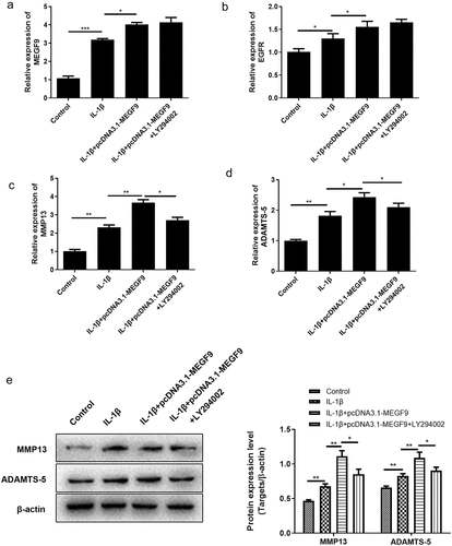 Figure 5. LY294002 rescues the effect of MEGF9 on cartilage degradation. The mRNA levels of MEGF9 (a), EGFR (b), MMP13 (c), and ADAMTS-5 (d); and the western blot and quantitative analysis (e) of MMP13 and ADAMTS-5 in OA cells with different treatments. *P < 0.05, **P < 0.01, ***P < 0.001