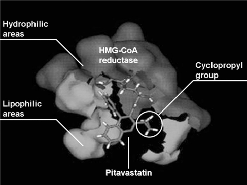 Figure 2 Binding image of pitavastatin and HMG-CoA reductase.Citation12