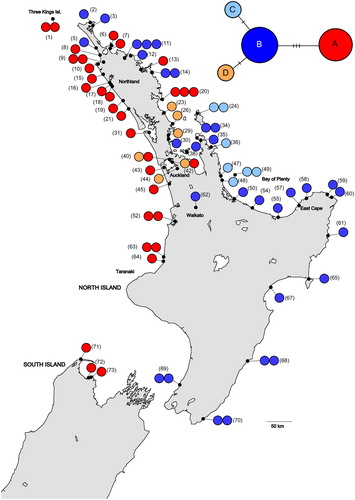 Figure 1. A, Geographic distribution of chloroplast haplotypes in Entelea arborescens (whau). Each individual sample is represented by a single circle. The numbers in brackets are the sites’ identifying numbers (see Table S1 for more details). Sites 1–61 are believed to be naturally occurring and sites 62–73 suggested to derive from translocations. Basemap supplied by Kahuroa. B, Median-joining haplotype network for whau chloroplast haplotypes. The size of each circle is proportional to haplotype frequency. Hash marks indicate the number of mutational changes between each haplotype.