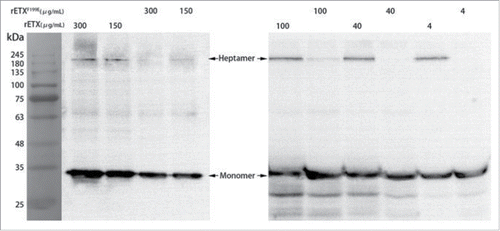 Figure 5. Analysis of heptamer formation by rETX and rETXF199E. MDCK cells were treated with 200 μl of toxins (4 μg/mL to 300 μg/mL) for 30 min at 37°C. Samples were solubilized, and analyzed by SDS-PAGE, and then immunoblotted with an anti-His monoclonal antibody and a HRP-coupled goat anti-mouse IgG antibody (1:50,000). The result was photographed using an AE-1000 cool CCD image analyzer.