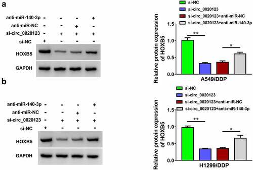 Figure 7. Circ_0020123 regulated the HOXB5 level partly via targeting miR-140-3p. (a-b) Western blot was performed for the measurement of HOXB5 protein level in si-NC, si-circ_0020123, si-circ_0020123+ anti-miR-NC or si-circ_0020123+ anti-miR-140-3p transfection group in A549/DDP (a) and H1299/DDP (b) cells. Each experiment was performed for three times with three parallels each time. Data were exhibited as the mean ± standard deviation (SD). Student’s t-test and one-way analysis of variance (ANOVA) followed by Tukey’s test were used for statistical analysis. *P < 0.05, **P < 0.01.