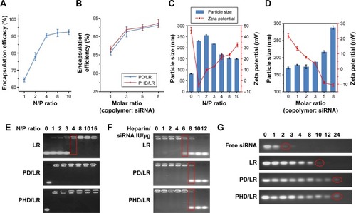 Figure 1 Optimization of different formulations.Notes: (A) EE (%) verification with an increase of N/P ratio of L; (B) EE% verification with an increase of copolymer: siRNA ratio; (C) particle size and ζ-potential verification with an increase of N/P ratio of L; (D) particle size and ζ-potential verification with an increase of copolymer: siRNA ratio; (E) agarose gel electrophoresis analysis of different formulations with different N/P ratios; (F) heparin decomplexation assay of different formulations with different ratios; (G) serum stability of different formulations.Abbreviations: EE, encapsulation efficiency; L, liposomes; LR, lipoplex; mPEG, methoxy poly(ethylene glycol); PD, PHis-PSD; PHD, mPEG-PHis-PSD; PHis, poly(histidine); PSD, poly(sulfadimethoxine).