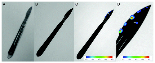 Figure 4. Sensing of prion protein complex with quantum dots on the surface of a scalpel. (A) photo of a scalpel, (B) fluorescent image of scalpel, (C) fluorescent image of scalpel with prion protein-QDs complex, and (D) detail of fluorescent image of scalpel with prion protein-QDs complex. QD were prepared according to Duan et al.Citation106 Cadmium chloride solution (CdCl2, 0.04 M, 4 ml) was diluted to 42 ml with ultrapure water, and then trisodium citrate dihydrate (100 mg), Na2TeO3 (0.01 M, 4 ml), MPA (119 mg), and NaBH4 (50 mg) were added successively under magnetic stirring. The molar ratio of Cd2+/MPA/Te was 1:7:0.25. Ten ml of the resulting CdTe precursor was put into a Teflon vessel. CdTe QDs were prepared at 95 °C for various times according to desired color (10 min, green; 30 min, yellow; 120 min, red) under microwave irradiation (400 W, Multiwave3000, Anton-Paar GmbH). After microwave irradiation, the mixture was cooled to 50 °C and the CdTe QDs sample was obtained. Purification of CdTe QDs was performed using isopropanol condensing. The CdTe QDs was mixed with isopropanol in ratio 1:2 and then centrifuged for 10 min at 25 000 rpm (Eppendorf centrifuge 5417R). Precipitate (pure CdTe QDs) was than resuspended to initial volume of Tris Buffer pH 8.5. The fluorescence imaging was performed by In vivo Xtreme system by Carestream. This instrument is equipped with 400 W xenon light source and 28 excitation filters (410–760 nm). The emitted light is captured by 4MP CCD camera. In this experiment, 410 nm was used as an excitation wavelength and the emission was measured at 535 nm. The exposition time was 5 s. The other parameters were set as follows: Bin, 2 × 2; field of view, 12 cm; fStop, 1.1.