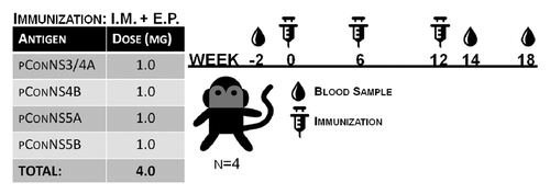 Figure 2. Non-human primate immunization schedule. Four rhesus macaques were immunized with 1.0mg of each, NS3/4A, NS4B, NS5A, NS5B plasmids followed by in vivo electroporation, 3 times, at 6 wk intervals. Blood was collected previous to first immunization (Baseline), and then 2 wk following the final immunization (2 wk PIR), and a final blood collection 6 wk post-immunization regimen (6 wk PIR).