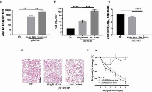 Figure 3. pGX-9501 protects against challenges with SARS-CoV-2 in BALB/c mice. Mice treated with the vaccine were challenged by SARS-CoV-2 (105TCID50) in a volume of 100 μl 7 days after the second immunization (single dose group was challenged by virus 14 days after immunization). Five days after the challenge, Serum was collected for anti-s1 ELISA(a), and lung was harvested for measuring virus load by qRT-PCR (b). (c), Mice post vaccination were challenged by SARS-CoV-2 (105TCID50) in a volume of 100 μl 7 days after the second immunization (single dose group was challenged by virus 14 days after immunization). Serum was collected for ELISA to evaluate the Neutralizing antibody. (d), The histochemistry analysis of lung after H&E staining. €, Daily weight loss were monitored as shown.