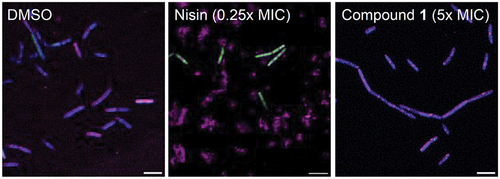 Figure 4. Images of B. subtilis after 10 min incubation with nisin (0.25x MIC), or compound 1 (5x MIC). Composite images were generated by Fiji v2.3.0 with all three channels overlayed (FITC (green), DAPI (blue), and Cy5 (magenta)), and brightness enhanced for clarity. Scale bar represents 5 µm.