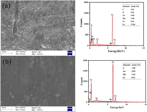 Figure 8. SEM and EDX plots obtained for the J55 steel in 3.5%NaCl solution saturated with CO2 without and with 5%v/v of Corydalis yanhusuo extract.