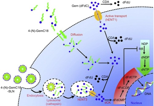 Figure 1 A schematic of the proposed mechanism by which 4-(N)-GemC18-SLNs overcome tumor cell resistance to gemcitabine.Note: Reprinted from J Control Release. 169(1–2). Wonganan P, Lansakara PD, Zhu S, et al. Just getting into cells is not enough: mechanisms underlying 4-(N)-stearoyl gemcitabine solid lipid nanoparticle’s ability to overcome gemcitabine resistance caused by RRM1 overexpression.Citation17–Citation27. Copyright 2013, with permission from Elsevier.Citation174Abbreviations: CDA, (deoxy)cytidine deaminase; dCK, deoxycytidine kinase; dFdC, gemcitabine; dFdCMP, gemcitabine monophosphate; dFdCDP, gemcitabine diphosphate; dFdCTP, gemcitabine triphosphate; dNDP, deoxyribonucleoside diphosphate; dNTP, deoxyribonucleoside triphosphate; hENT, human equilibrative nucleoside transporter; NDP, ribonucleoside diphosphates; RR, ribonucleotide reductase.