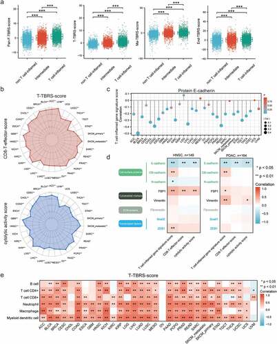 Figure 4. TGFβ signaling activation in T-cell-inflamed TME. a) Box plots showing comparisons of Pan-Fibroblast-TBRS score, T-cell-TBRS score, Macrophage-TBRS score, and Endothelial-TBRS score among three immune phenotypes. The center line and bounds of box represent median and interquartile range, respectively. b) Radar plots of relationships between T-cell-TBRS score and CD8 T-effector score (upper) and cytolytic activity score (lower). c) Lollipop plots showing the correlation between T-cell-inflamed gene signature score and protein E-cadherin level. d) Correlation heatmaps illustrating correlations between protein level of EMT biomarkers and immune-related signatures in HNSC (left) and PDAC (right). e) Pan-cancer analysis of correlation between T-cell-TBRS score and six immune cell types. Spearman correlation coefficient and corresponding P value indicated beside plot. Sample size, exact coefficient and P value given in Supplementary table. HNSC, head and neck squamous cell carcinoma; PDAC, pancreatic ductal adenocarcinoma; ECM, extracellular matrix.