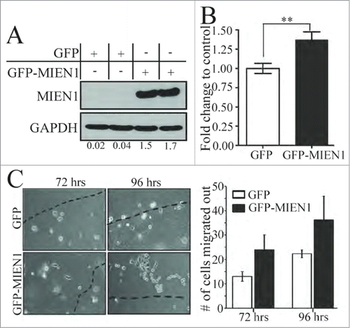 Figure 4. MIEN1 overexpression in DOK cells results in increased migration and invasion. (A) Western blotting shows MIEN1 expression upon GFP empty vector or GFP-MIEN1 plasmid transfection. (B) Quantification of invasive potential of transfected cells 24 hours after reseeding transfected cells on inserts. (C, left) Representative images of agarose beads at respective time points after reseeding GFP or GFP-MIEN1 transfected cells; (C, right) Quantification of number of cells migrated out from at least 10 independent fields.