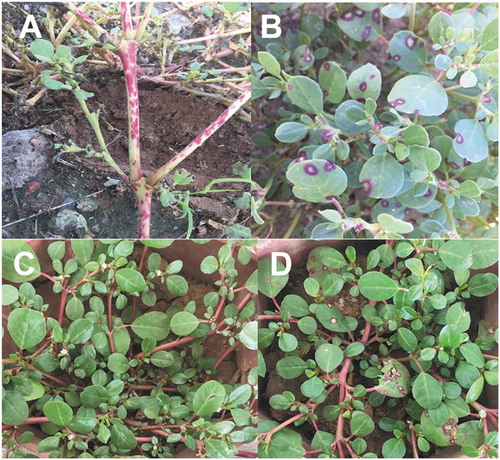 Fig. 1 Trianthema portulacastrum. (a) Lesions on stems; and (b) leaves caused by G. trianthemae under field conditions; (c) non-inoculated; and (d) symptomatic plants 14 days post-inoculation with isolate Gibbt 1 in the greenhouse