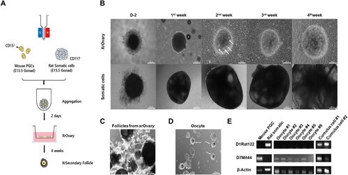 Figure 4. The XrOocyte production from xenogeneic ovary. (A) A schematic of XrOocyte production in vitro. (B) Representative images of XrOvaries at 1∼4weeks of culture in StemPro34 medium. (Scale bars 200 μm). (C) Representative images of isolation of individual XrFollicles. (Scale bars 200 μm). (D) Representative images of isolation of individual XrOocytes. (Scale bars 200 μm). (E) The SSLP analysis of XrOocyte lines #1∼#6 and cumulus cell lines #1∼#2 is shown.