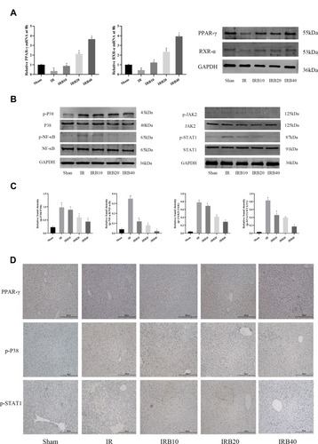 Figure 4 Bergenin activates PPAR-γ and inhibits phosphorylation of factors in related pathways. (A) PPAR-γ and RXR-α mRNA and protein levels assessed by real-time PCR and Western blotting, respectively. (B) Western blotting of phosphorylated P38 MAPK, NF-κB p65 and JAK2/STAT1. (C) Statistical analysis of relative band density was performed by Image 6.0 (n = 6). *p <0.05 for IR vs sham, #p <0.05 for IRB10 vs IR, +p <0.05 for IRB20 vs IRB10, ^p <0.05 for IRB40 vs IRB20. (D) Immunohistochemical staining of PPAR-γ, phosphorylated P38 MAPK and STAT1. Original magnification = 200×.
