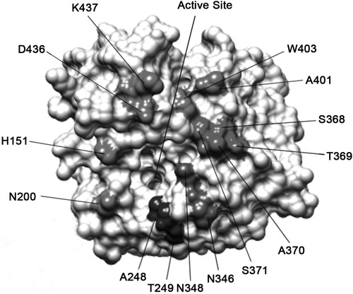 Figure 3. Schematic representation of the epitopes recognized by N9 mAbs on the H7N9 SH/2/13 NA molecule. Amino acid positions were designated in N9 numbering. Epitopes of NA mAbs were identified on the 3-dimensional structure of a NA monomer (PDB accession code 4MWL). The image was generated with Chimera software (RBVI).