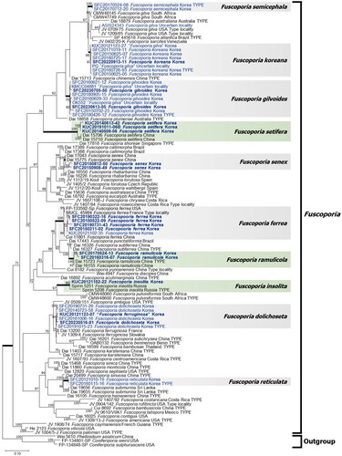 Figure 1. Maximum-likelihood tree of Fuscoporia species based on four genetic markers (ITS + nrLSU + RPB2 + TEF1). Bootstrap values >60 are indicated at the nodes. A total of 10 species were identified, including three unrecorded species indicated by green color. Seven species indicated by gray color have been previously reported in Korea. Strains whose sequences were newly obtained in this study are indicated in bold, and sequences submitted from Korea are highlighted in blue.