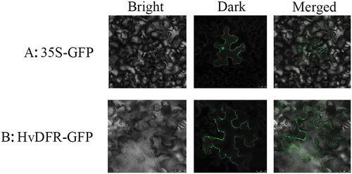Figure 3. The subcellular localization of HvDFR. (a) observation of GFP empty vector introduced in tobacco leaf. (b) Observation of HvDFR-GFP recombinant vector introduced in tobacco leaf.
