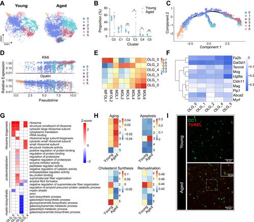 Figure 2 Subgroup division and age-related transcriptomic alterations of OLGs. (A) T-distributed stochastic neighbor embedding (t-SNE) projection of six OLG subclusters from young and aged mice. (B) Dot plot showing the proportion of each subcluster in young and aged OLGs (**P-value < 0.01, *P-value < 0.05 by Wilcoxon Rank Sum test, n = 8 samples per condition). (C) Cellular trajectory of all OLGs subclusters, generated by Monocle DDRTree dimensionality reduction algorithm. (D) Pseudo-time trajectory plots showing the expression of representative well-known immature (Opalin) and mature (Klk6) oligodendrocyte marker genes. (E) Heatmap of Pearson correlation between each OLG subclusters with the corresponding populations mentioned by Marques et al (F) Heatmap depicting the transcriptomic alterations of well-known myelin protein or myelination regulator genes in aged OLGs compared to young ones. (G) Heatmap showing part of significant (P-value < 0.05) aging-related GO enrichment terms in oligodendrocyte subclusters. Numbers in legend represented Z-score, positive values indicated upregulation and negative ones indicated downregulation. (H) Heatmaps depicting the average gene expression on aging, apoptosis, cholesterol synthesis and remyelination module in subclusters from young and aged OLGs, respectively. (I) Representative confocal microscopic images in young and old cortex staining for CC1 and TUNEL. Scale bar: 50μm.