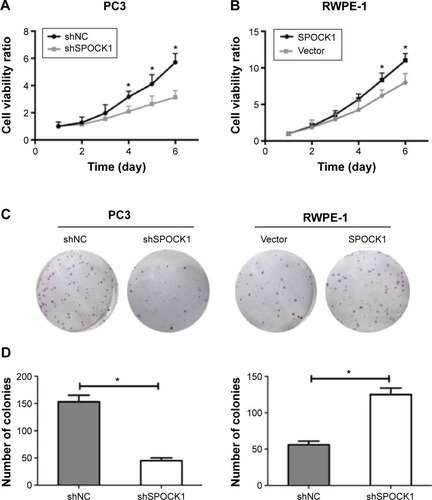 Figure 3 Modulation of SPOCK1 expression affected cell proliferation in vitro.