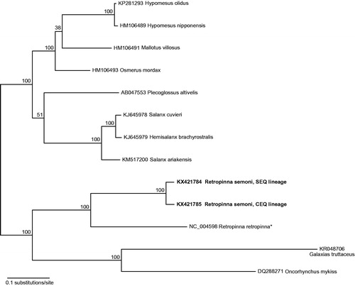 Figure 1. Phylogenetic placement of two Retropinna semoni mitogenomes with the top mitogenome hits from a blastn query of the NCBI nucleotide database. Tip labels include GenBank accession number with species name and node labels show bootstrap results. New mitogenome sequences highlighted in bold font; reference genome used for assembly denoted by an asterisk. Alignment of mitogenomes was performed using MAFFT v7.017 (Katoh et al. Citation2002) and excluded the d-loop which aligned poorly across taxa. A maximum likelihood phylogenetic analysis was performed on the final alignment of 15,805 bp with RAxML v7.2.8 using the GTR + GAMMA substitution model with 1000 bootstrap replicates (Stamatakis Citation2006).