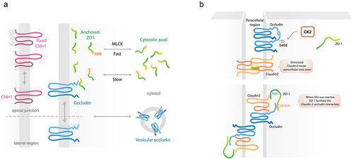 Figure 3. Tight junction dynamics. A) Movement of tight junction at steady state. Tight junction is motile as seen from the kinetic active movement of ZO-1 between tight junction area and cytoplasmic pool that requires energy and MLCK in fast-moving state. Occludin always moves along lateral membrane that is passive, no energy required. In contrast, claudin-1 is stable in the tight junction region. B) CK2 is the regulator of tight junction-dependent pore pathway permeability. After being activated by IL-13, claudin-2 is overexpressed and move toward to tight junction region, resulting in trans-homodimerization of claudin-2 to form paracellular cation channel. This formation is partly due to CK2-mediated phosphorylation of S408 of occludin that promotes cis-homodimerization of occludin. Inhibition of CK2 can lead to abolishment of cis-homodimerization of occludin. Therefore, this event can promote ZO-1/occludin/claudin-2 interaction via U5-GUK and PDZ1, leading to prevention of trans-homodimerization of claudin-2. Indeed, CK2 inhibitor is considered as an indirect inhibitor of claudin-2-dependent pore pathway permeability.