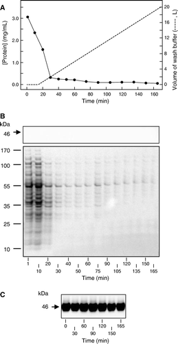 Figure 3.  Time course of changes in the retentate and filtrate compositions during tangential flow filtration. (A) Protein concentration (•) in filtrate samples taken at the indicated times during the initial concentrating phase (0–15 min) and during the subsequent wash with 20 l buffer. (B) SDS-PAGE of filtrate samples (10 µl) taken at the indicated times, analysed for the presence of Npt1 by staining a western blot with antibody against the hexahistidine tag (upper panel) and for total protein by staining with SimplyBlue™ Safestain (lower panel). (C) Western blot of retentate samples (6.8 µg) taken at the indicated times, analysed for the presence of Npt1 by staining with antibody against the hexahistidine tag. The positions of marker proteins of known molecular mass, and of Npt1 (which migrates with an apparent molecular mass of 46 kDa), are shown on the left of B and C.