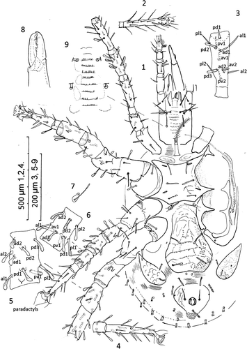 Figures. 1–9  Ayersacarus woodi sp. n. 1, female venter; 2, ventral view of tarsus I; 3, dorsal view left femur leg I; 4, tarsus IV, ventral view; 5, genua IV, dorsal view; 6, left tibia III, dorsal view showing shape of the 9 setae; 7, metasternal shield; 8, chelicerae, medial view; 9, another paratype female with 8 rows of deutosternal denticles.