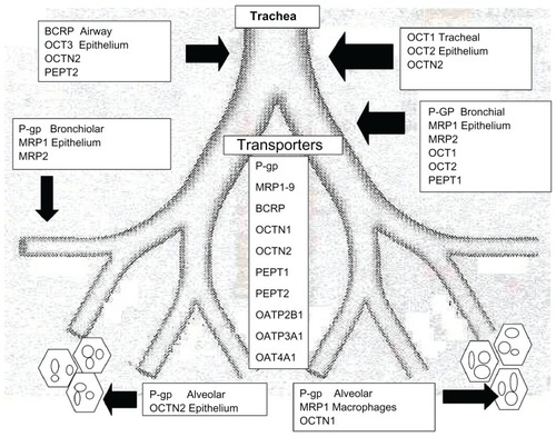 Figure 2 Transporters and their position where they are most highly expressed.Abbreviations: P-gp, P-glycoprotein; BCRP, breast cancer resistance protein; MRP, multidrug resistance-associated proteins; PEPT, peptide transporters; OCT, organic cation transporters; OCTN, organic cation transporters electroneutral; OAT, organic anion transporters; OATP, organic anion transporting proteins.