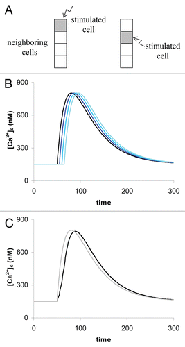 Figure 3 A presentation of the four cell system. (A) In a four cell system the configuration can be either a running of the signal from one end through the whole system (left side in A) or from the middle to the borders (right hand side in A). (B) The single responses from the individual cells. (C) The sum of all (bold line) gives the observed signal. It is slightly different from that of a single cell given as gray trace for comparison.