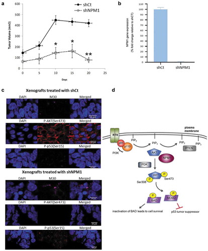 Figure 6. Inhibition of NPM1 promotes tumor regression in vivo. (a) C.B-17/SCID mice implanted with patient-derived xenografts (PDX) of CRC tumors were subjected to intratumoral injections of lentiviral particles expressing scrambled shRNA (shCt) and NPM1 shRNA (shNPM1). Tumor volumes were expressed as the mean ± SD, 6–7 mice per group. (b) mRNA were isolated from tumors harvested at the completion of the study and gene expression of NPM1 was determined. (c) Immunofluorescence images of OCT-embedded PDX cryosections stained with M30, P-AKT(Ser473) and P-p53(Ser15) antibodies are shown. (d) Schematic diagram showing that NPM1 may promote AKT activation and the subsequent phosphorylation of downstream targets, BAD and MDM2. Phosphorylation inhibits the pro-apoptotic activity of BAD, while such post-translational modification enhances the ability of MDM2 to target the p53 tumor suppressor for proteasomal degradation, thereby promoting cell survival. Student’s t test. *, P ≤ 0.05, **, P ≤ 0.01